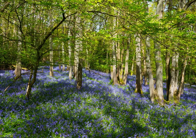 Peplow Hall Things To Do – The Wrekin