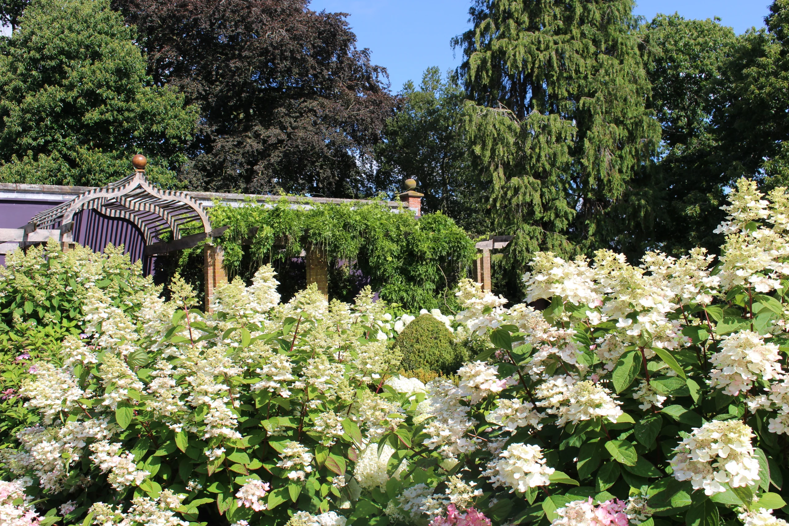 A lush garden scene featuring a variety of white and light pink hydrangeas in full bloom. In the background, a pergola covered in greenery stands against a backdrop of tall, mature trees and a bright blue sky.