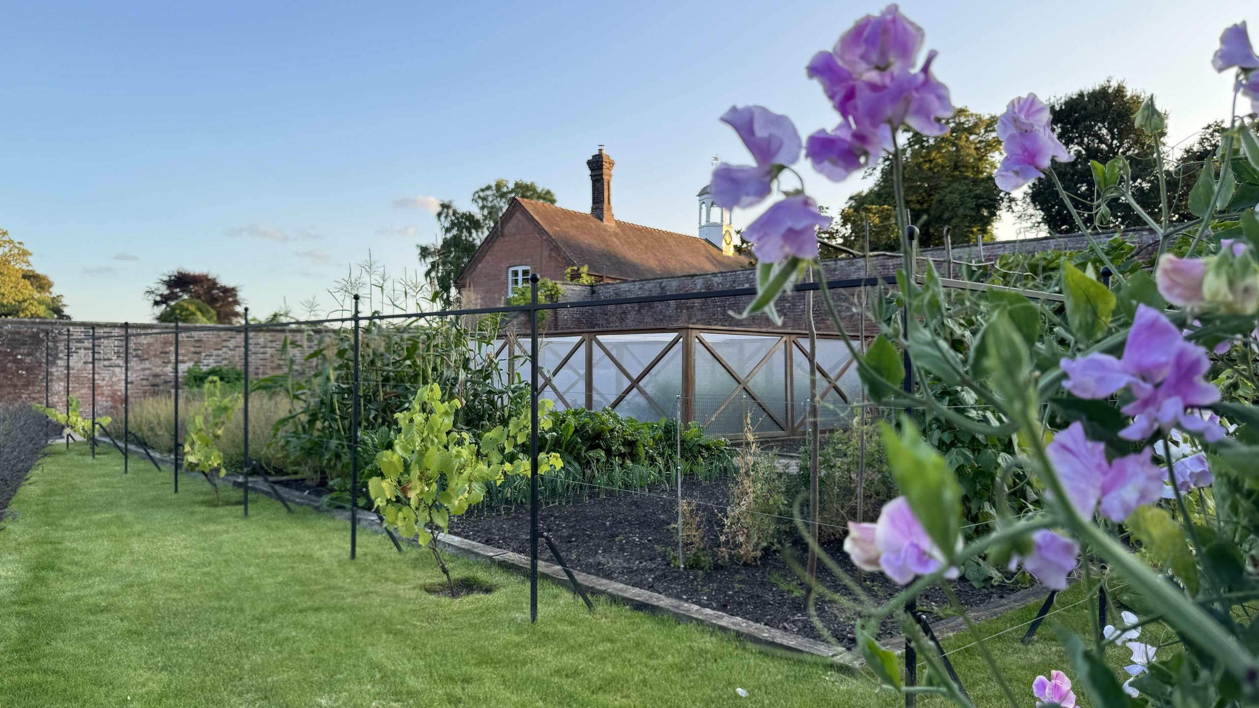 A picturesque kitchen garden is shown, featuring neat rows of vegetables and climbing plants supported by trellises. In the foreground, delicate purple flowers add a splash of color to the scene. The garden is enclosed by a historic brick wall, and beyond it, a charming red brick building with a chimney and a small bell tower can be seen. The well-tended garden beds and lush green lawn create a tranquil and inviting atmosphere under a clear blue sky. The image captures the beauty and productivity of the garden in a peaceful setting