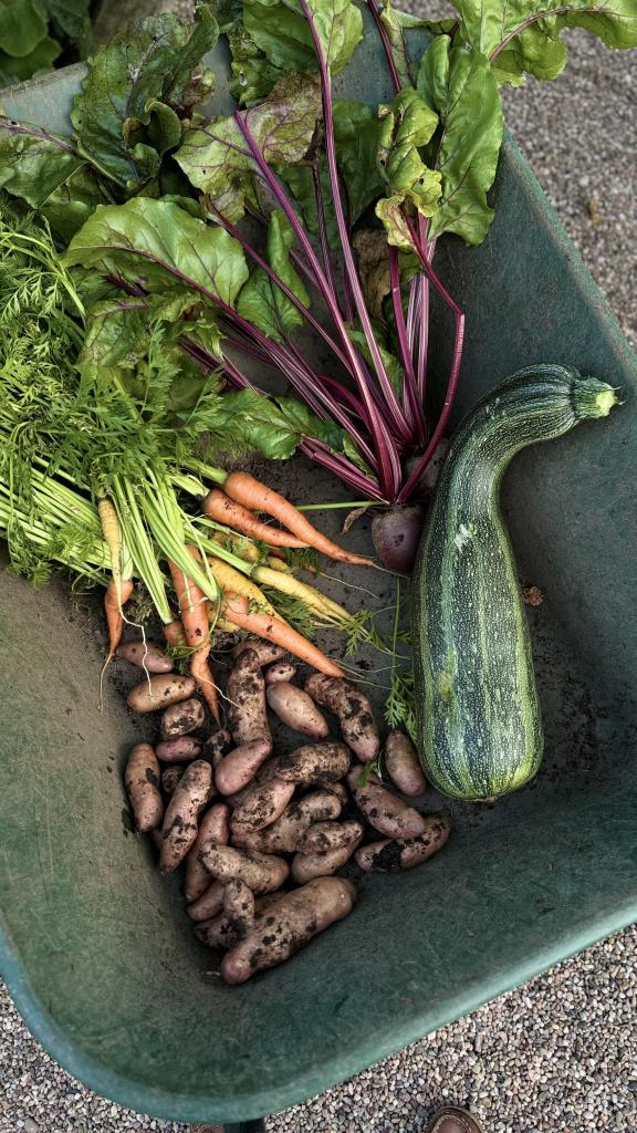 A wheelbarrow filled with freshly harvested vegetables is shown. The produce includes a large green zucchini, a bunch of orange and yellow carrots with their green tops still attached, purple beet greens with red stems, and a pile of small, dirty fingerling potatoes. The background shows a gravelly surface, indicating that the image was taken outdoors, likely in a garden or farm setting. The vegetables appear freshly picked, with soil still clinging to some of them.