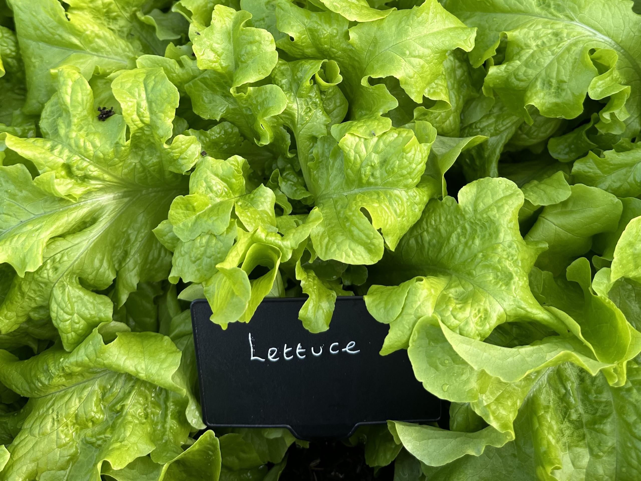 A close-up image of vibrant, fresh green lettuce leaves growing densely together. In the center, there is a small black sign with the word "Lettuce" written on it in white chalk-like lettering. The leaves appear crisp and healthy, with some dew or water droplets visible on their surfaces. The image captures the lushness and freshness of the lettuce, in a kitchen garden.