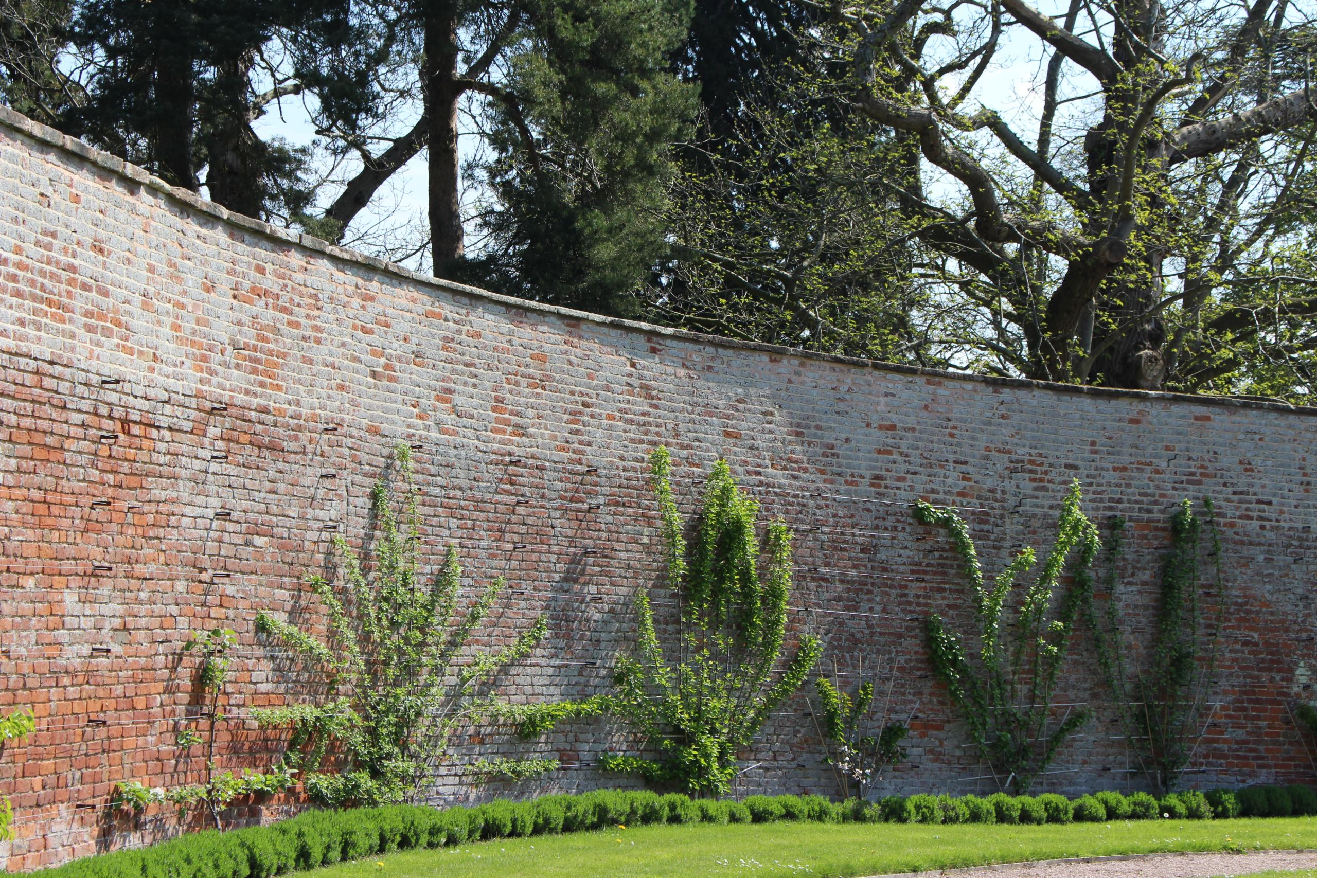 A curved brick wall in a garden setting, partially covered by fruit trees is shown. The wall is old, with varying shades of red and orange bricks, and some areas of weathering. Young fruit trees are trained against the wall in a fan-like espalier pattern, their green leaves contrasting with the brick. In front of the wall, there is a well-maintained lawn bordered by a neatly trimmed hedge. Tall trees can be seen in the background, casting some shade over the scene. The image captures a peaceful, well-tended garden area.