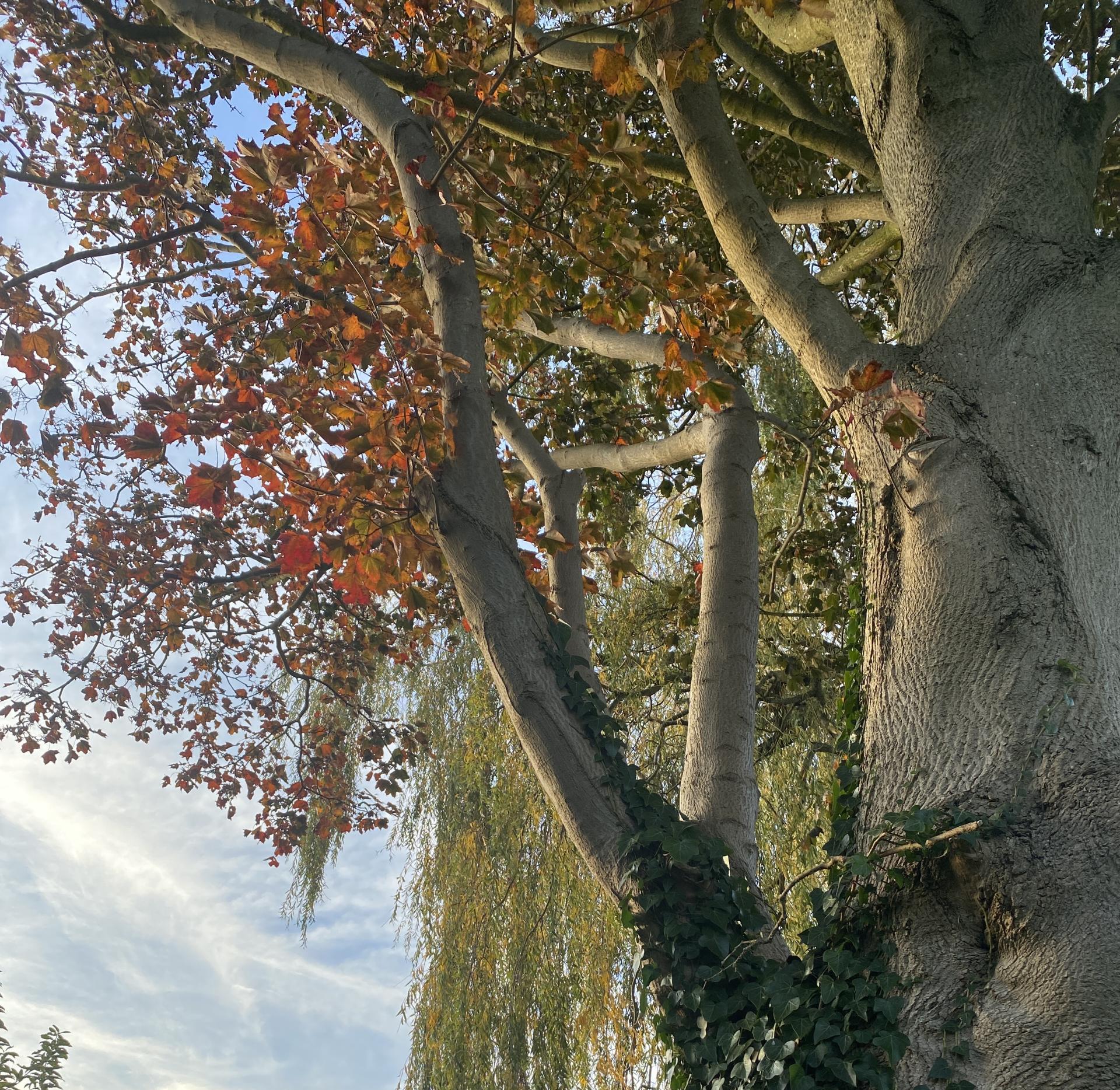 The image shows a large tree with thick, grayish bark. The branches of the tree extend upwards, with a mix of green and reddish autumn leaves. Ivy is seen climbing up the trunk of the tree, creating a dark green contrast against the light bark. In the background, another tree with drooping, golden leaves, possibly a willow, can be seen against a pale blue sky with soft clouds. The scene appears to be taken in a natural outdoor setting, with surrounding plants and shrubs visible at the base of the trees.