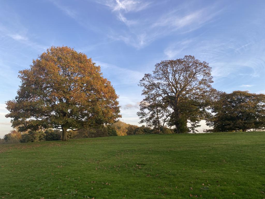 The image shows a wide, open green field with two large trees standing prominently in the center. The tree on the left is full and rounded, its leaves showing a mixture of green and orange hues, indicating the transition to autumn. The tree on the right has fewer leaves, allowing more of its bare branches to be visible, with some remaining green foliage. In the background, more trees can be seen, and the sky is clear with soft, wispy clouds spread across a pale blue canvas. The overall scene evokes a calm and peaceful late afternoon setting in nature.