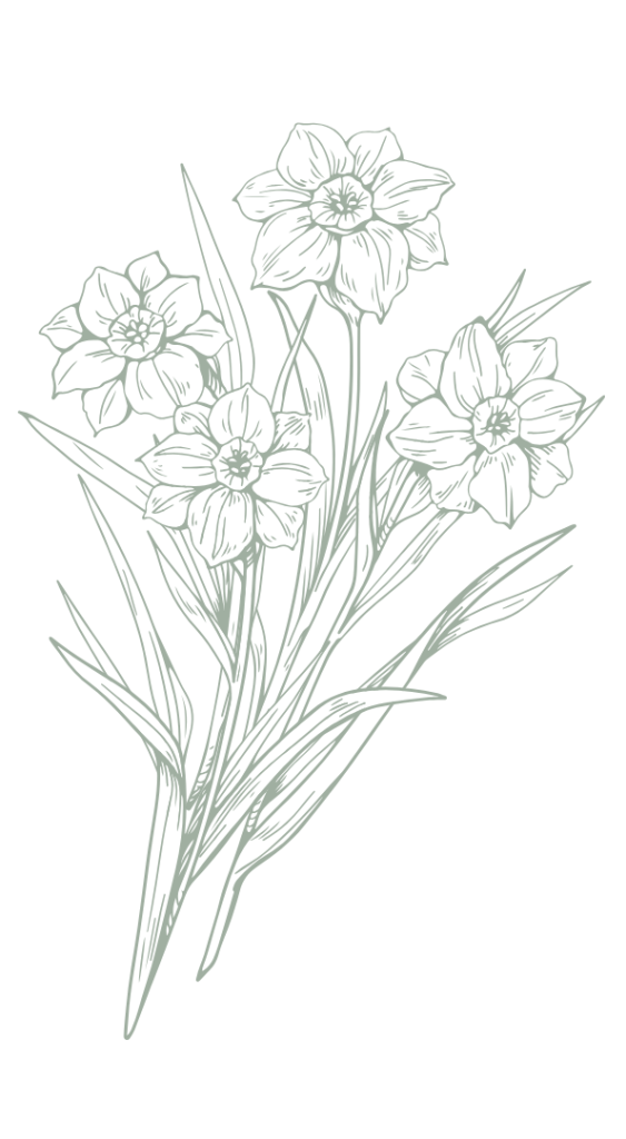 Delicate hand-drawn illustration of blooming daffodils, symbolising new beginnings and the romantic charm of springtime in the countryside, perfect for a Valentine’s Day post.