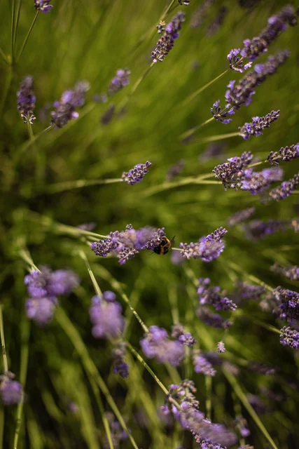 Walled Garden (Online)-05