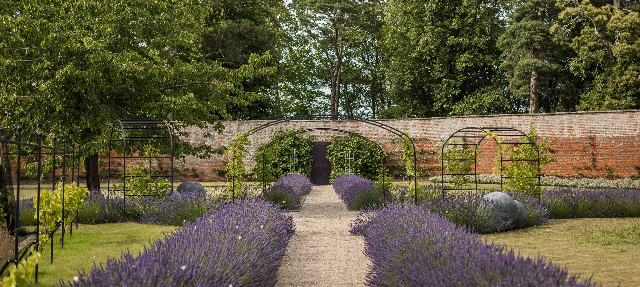 Walled Garden (Online)-14 A symmetrical garden path lined with blooming lavender leads through metal arch trellises to a wooden door set in a red brick wall, surrounded by tall green trees.